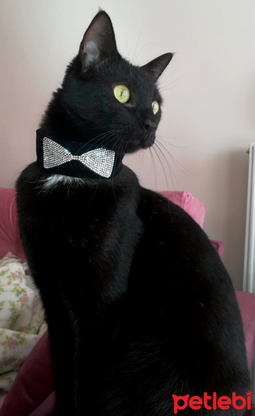 Siyam Kedisi, Kedi  GECE fotoğrafı