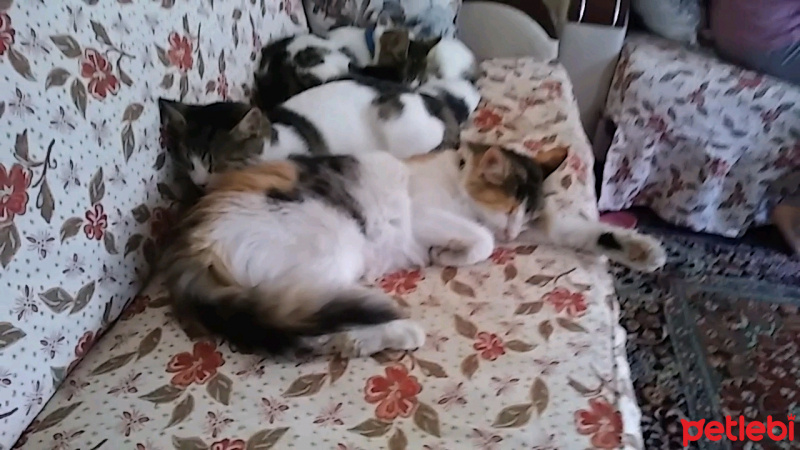 Tekir Kedi, Kedi  İlk adı istanbul idi ama ben TÜYLÜ koydum ismini fotoğrafı