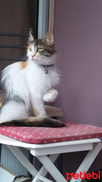 Tekir Kedi, Kedi  İlk adı istanbul idi ama ben TÜYLÜ koydum ismini fotoğrafı