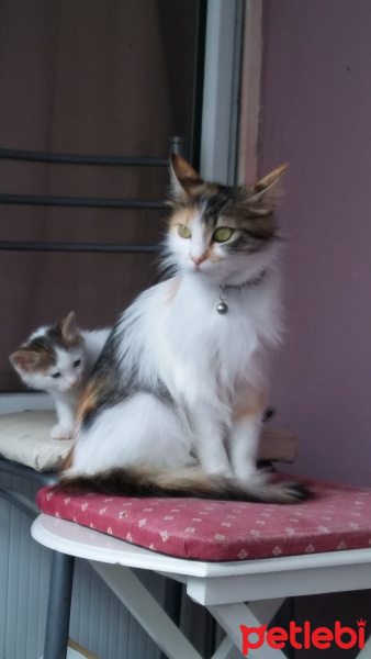 Tekir Kedi, Kedi  İlk adı istanbul idi ama ben TÜYLÜ koydum ismini fotoğrafı