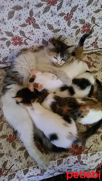 Tekir Kedi, Kedi  İlk adı istanbul idi ama ben TÜYLÜ koydum ismini fotoğrafı
