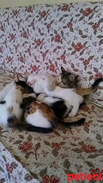 Tekir Kedi, Kedi  İlk adı istanbul idi ama ben TÜYLÜ koydum ismini fotoğrafı