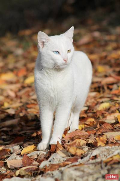 Van Kedisi, Kedi  çakır fotoğrafı