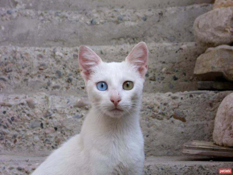 Van Kedisi, Kedi  çakır fotoğrafı