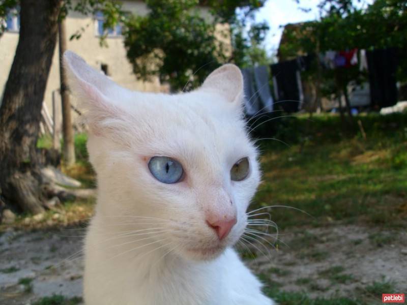 Van Kedisi, Kedi  çakır fotoğrafı