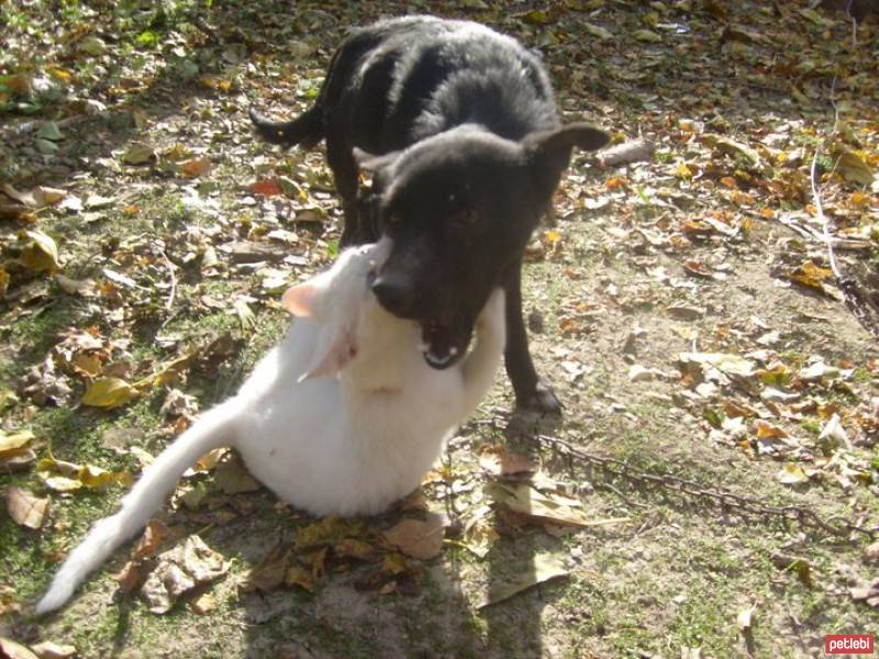 Van Kedisi, Kedi  çakır fotoğrafı