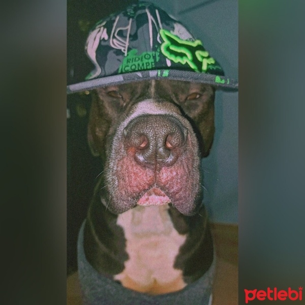 Amerikan Staffordshire Terrier, Köpek  Hera fotoğrafı