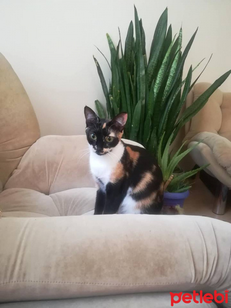Tekir Kedi, Kedi  çakıl fotoğrafı