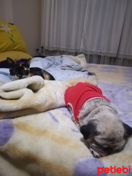 Tekir Kedi, Kedi  çakıl fotoğrafı