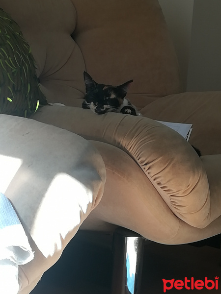 Tekir Kedi, Kedi  çakıl fotoğrafı