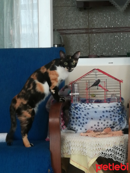 Tekir Kedi, Kedi  çakıl fotoğrafı