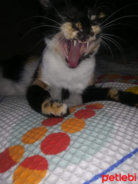 Tekir Kedi, Kedi  çakıl fotoğrafı