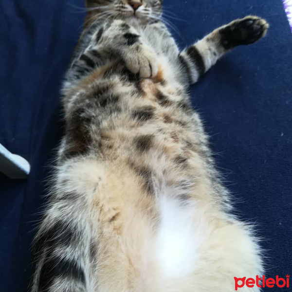 Tekir Kedi, Kedi  çakıl fotoğrafı