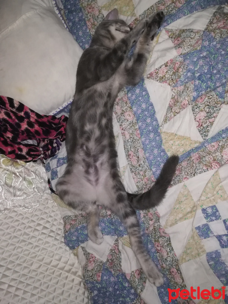 Tekir Kedi, Kedi  çakıl fotoğrafı