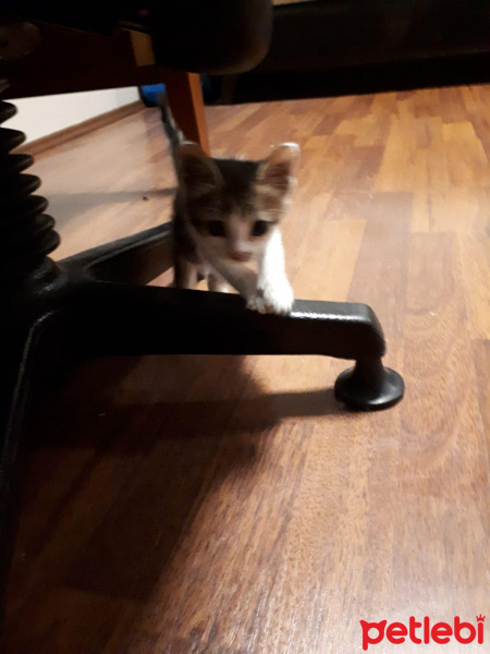 Tekir Kedi, Kedi  Ceviz fotoğrafı