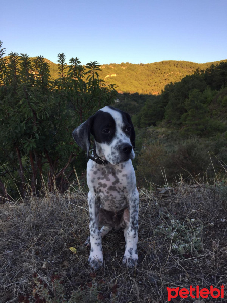 Pointer, Köpek  DEMIR fotoğrafı