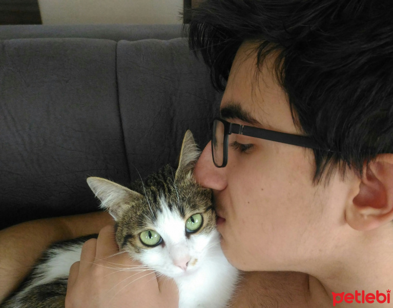 Tekir Kedi, Kedi  nazlı fotoğrafı