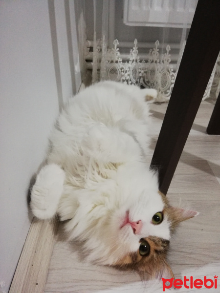Tekir Kedi, Kedi  Nimyon fotoğrafı