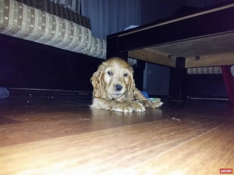 Amerikan Cocker Spaniel, Köpek  zek fotoğrafı
