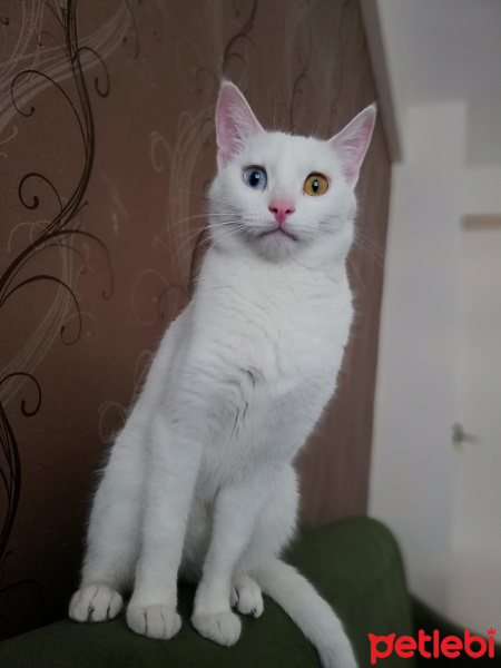 Ankara Kedisi, Kedi  Melek fotoğrafı