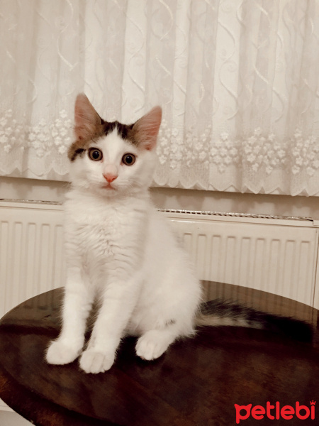 Tekir Kedi, Kedi  Kaymak fotoğrafı