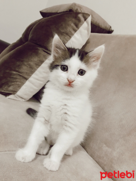 Tekir Kedi, Kedi  Kaymak fotoğrafı