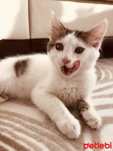 Tekir Kedi, Kedi  Kaymak fotoğrafı