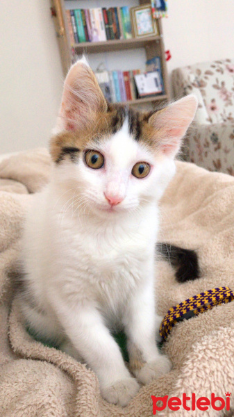 Tekir Kedi, Kedi  Kaymak fotoğrafı