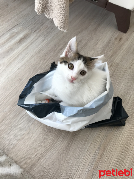 Tekir Kedi, Kedi  Kaymak fotoğrafı