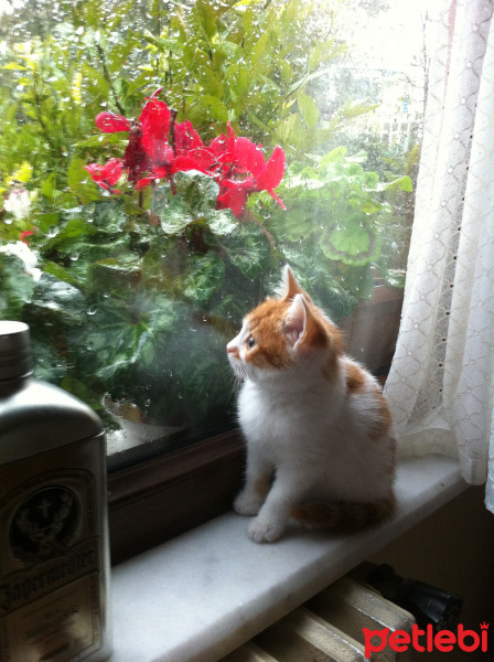 Sarman, Kedi  Patrick fotoğrafı