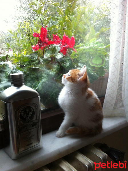 Sarman, Kedi  Patrick fotoğrafı