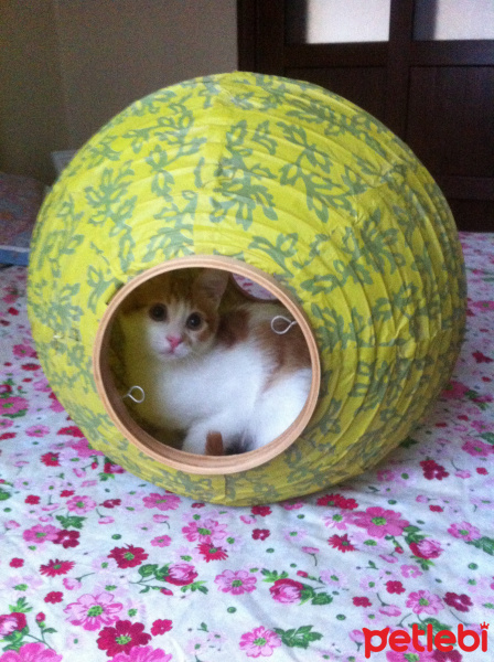 Sarman, Kedi  Patrick fotoğrafı