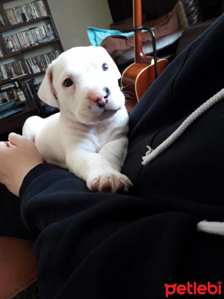 Sarman, Kedi  Patrick fotoğrafı