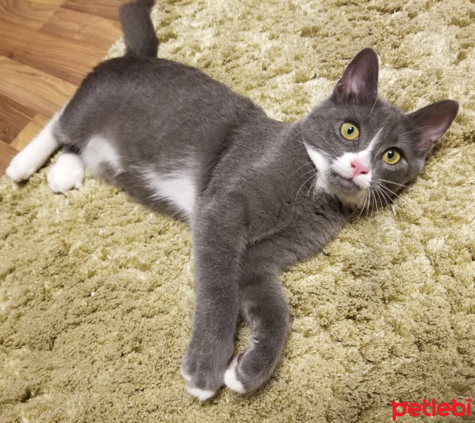 Mavi Rus, Kedi  Mila fotoğrafı