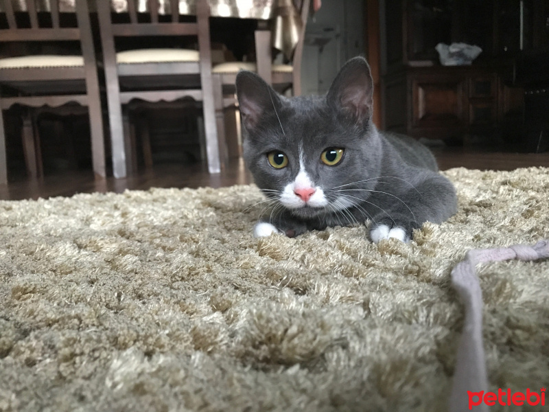 Mavi Rus, Kedi  Mila fotoğrafı