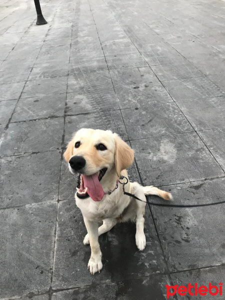 Golden Retriever, Köpek  Betty fotoğrafı