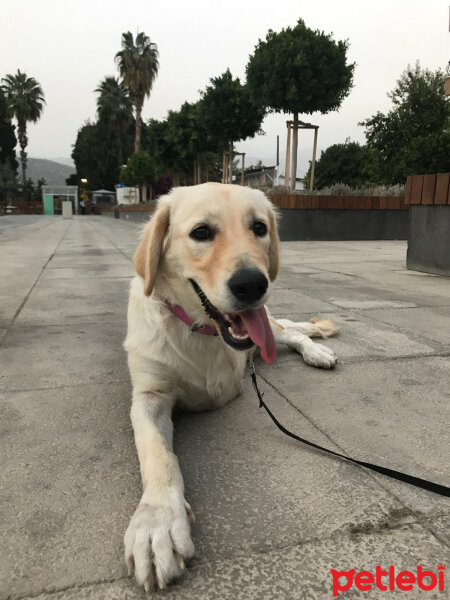 Golden Retriever, Köpek  Betty fotoğrafı