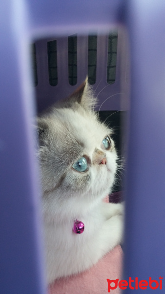 Exotic Shorthair, Kedi  Kushi fotoğrafı