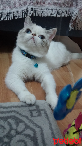 Exotic Shorthair, Kedi  Kushi fotoğrafı