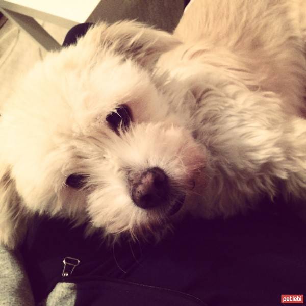 West Highland White Terrier, Köpek  Köpük fotoğrafı