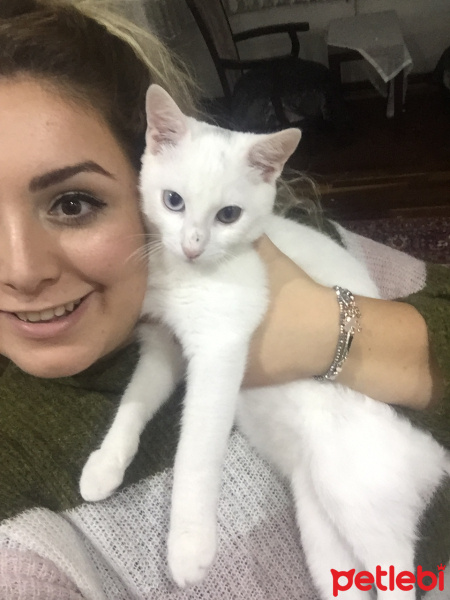 Van Kedisi, Kedi  Paşa fotoğrafı