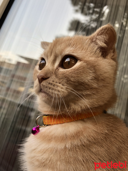 British Shorthair, Kedi  Tarkan fotoğrafı
