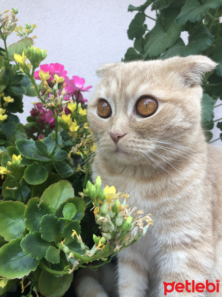 British Shorthair, Kedi  Tarkan fotoğrafı