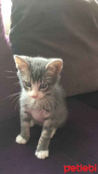 Tekir Kedi, Kedi  Yaver fotoğrafı