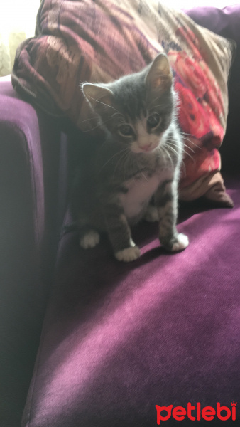 Tekir Kedi, Kedi  Yaver fotoğrafı