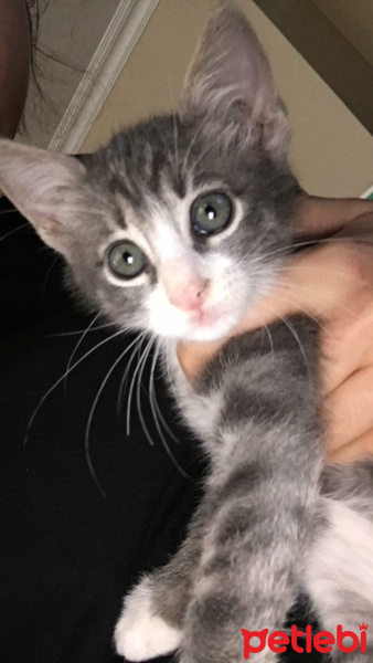 Tekir Kedi, Kedi  Yaver fotoğrafı