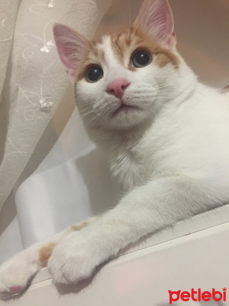 Tekir Kedi, Kedi  Nohut fotoğrafı