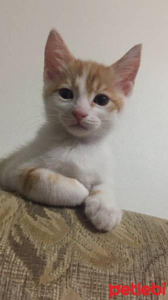 Tekir Kedi, Kedi  Nohut fotoğrafı