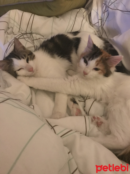 Tekir Kedi, Kedi  Miya fotoğrafı