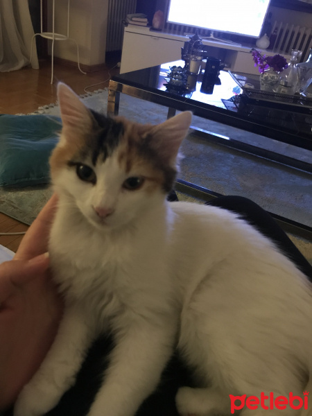 Tekir Kedi, Kedi  Miya fotoğrafı